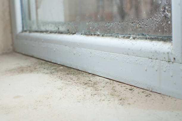 Best Basement Mold Removal  in Nicholasville, KY